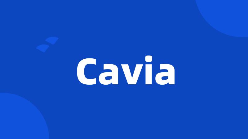 Cavia