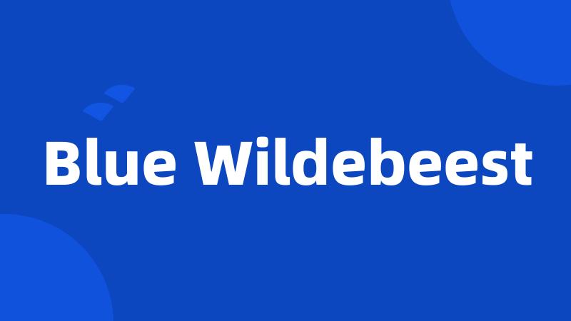 Blue Wildebeest