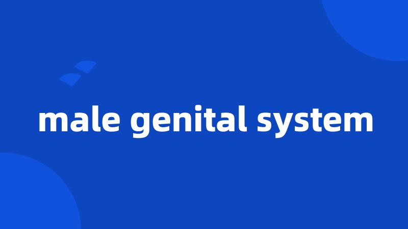 male genital system