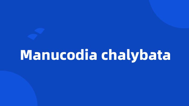 Manucodia chalybata