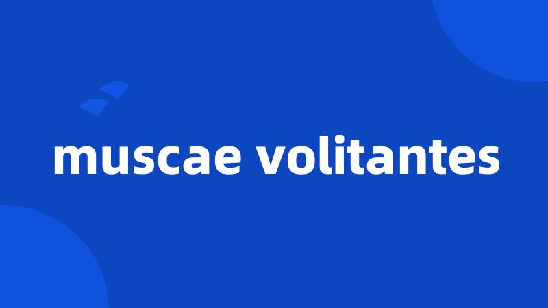 muscae volitantes