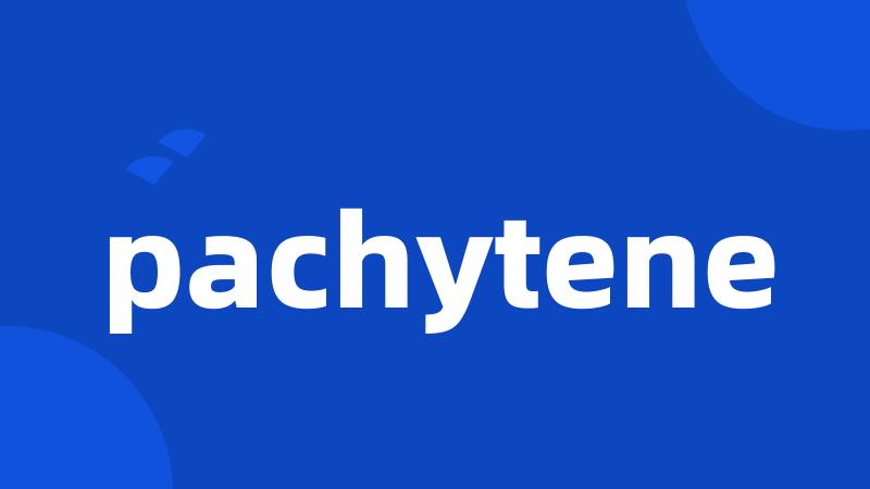 pachytene