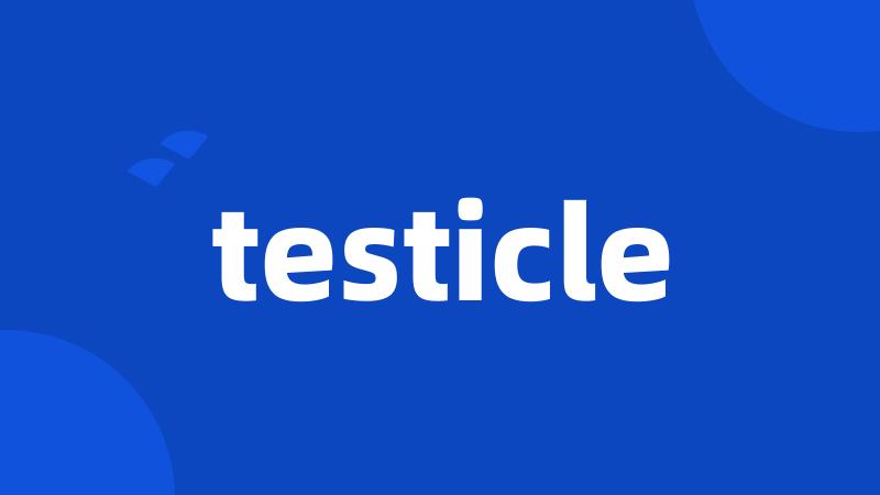 testicle