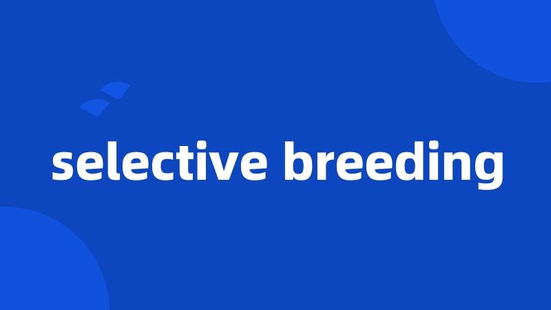 selective breeding