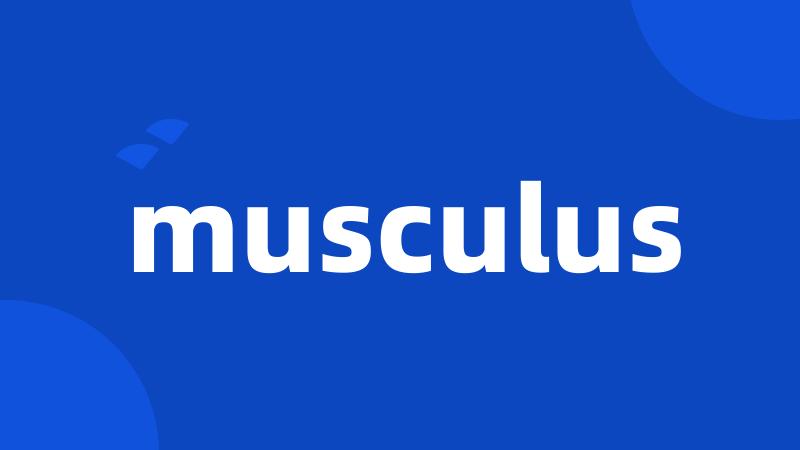 musculus