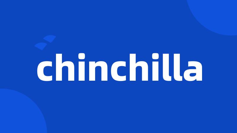 chinchilla