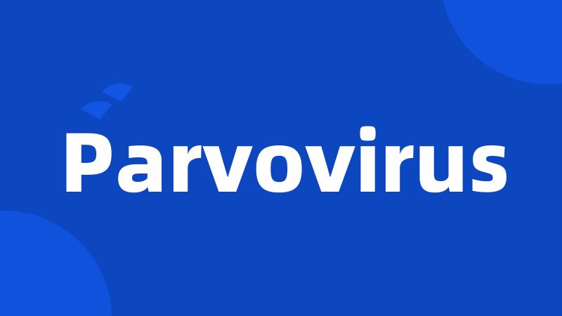 Parvovirus