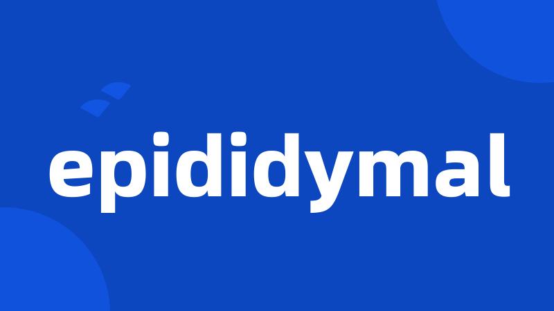 epididymal