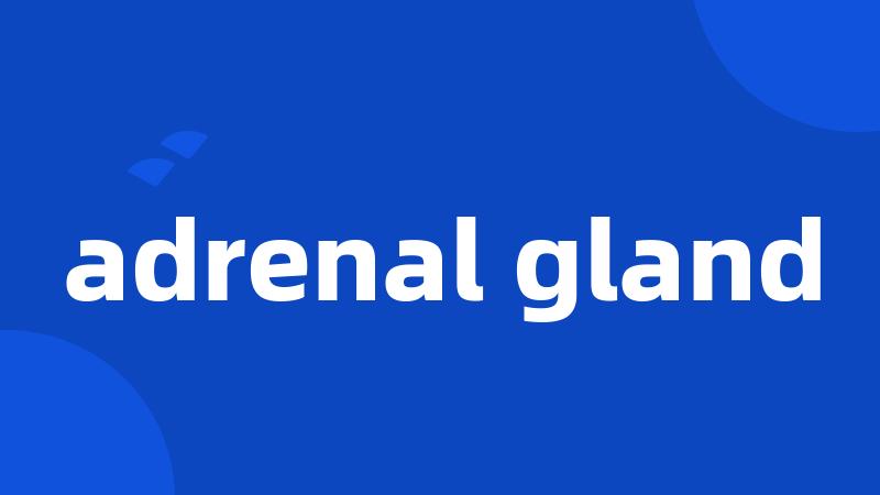 adrenal gland