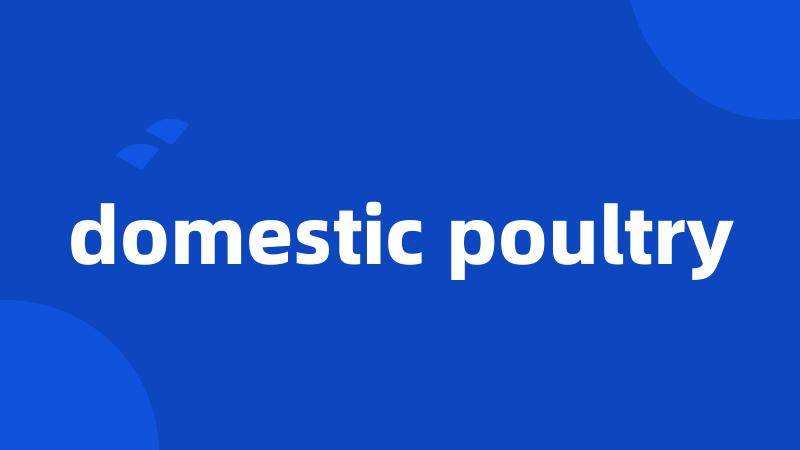 domestic poultry