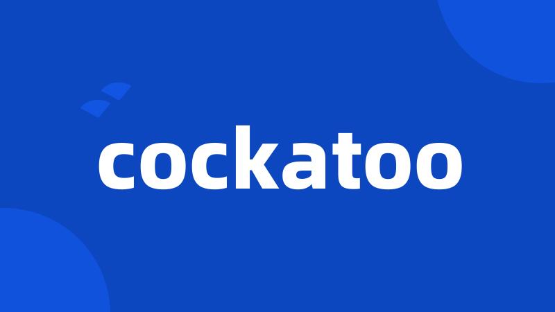 cockatoo