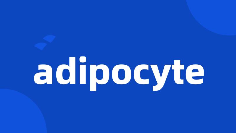 adipocyte