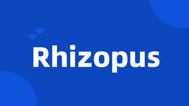 Rhizopus