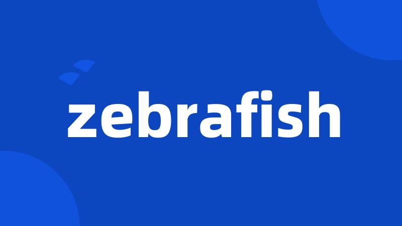 zebrafish