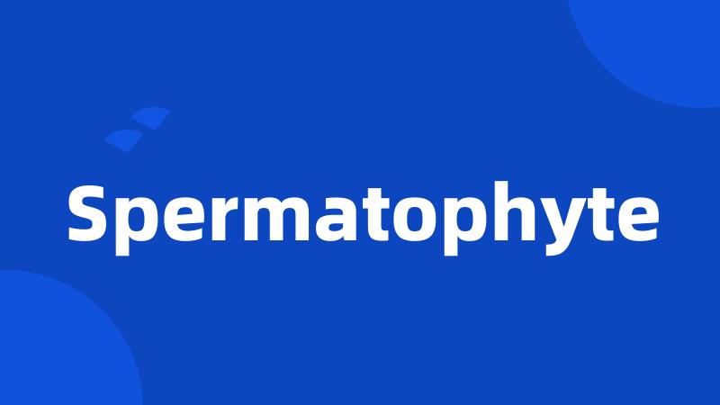 Spermatophyte