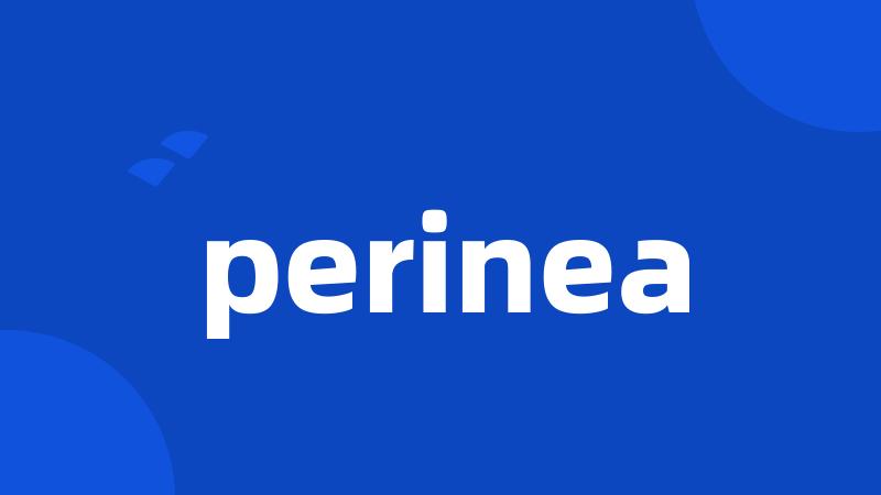 perinea