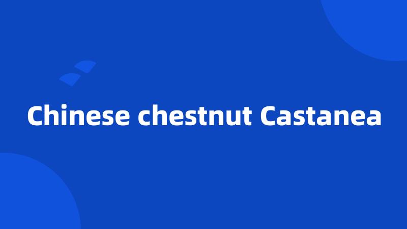 Chinese chestnut Castanea