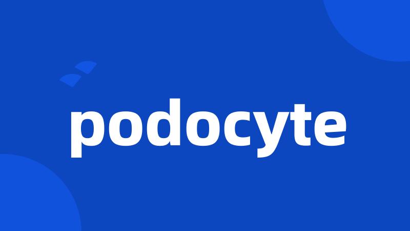 podocyte