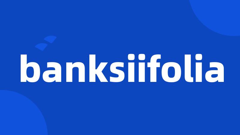 banksiifolia