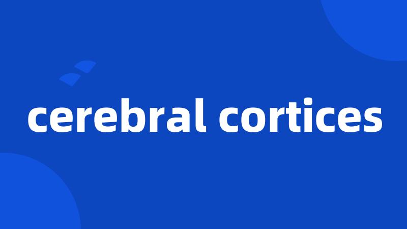 cerebral cortices