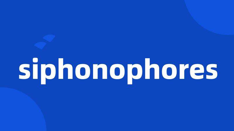 siphonophores