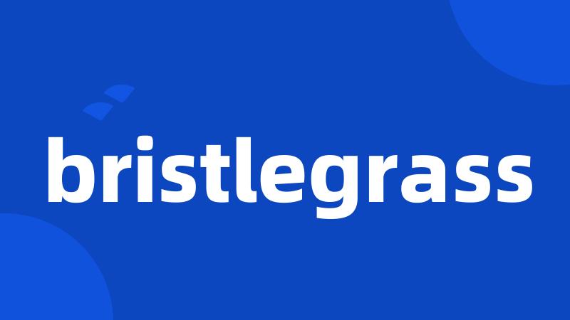 bristlegrass