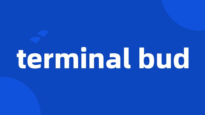 terminal bud