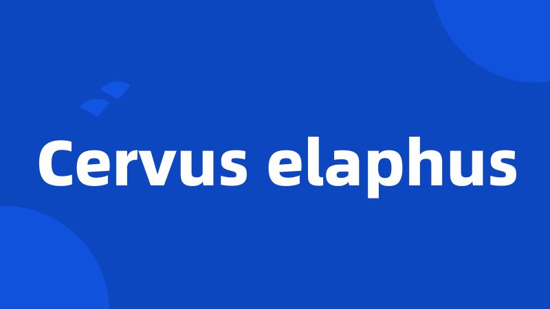 Cervus elaphus