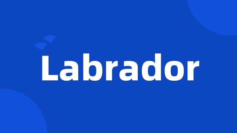 Labrador