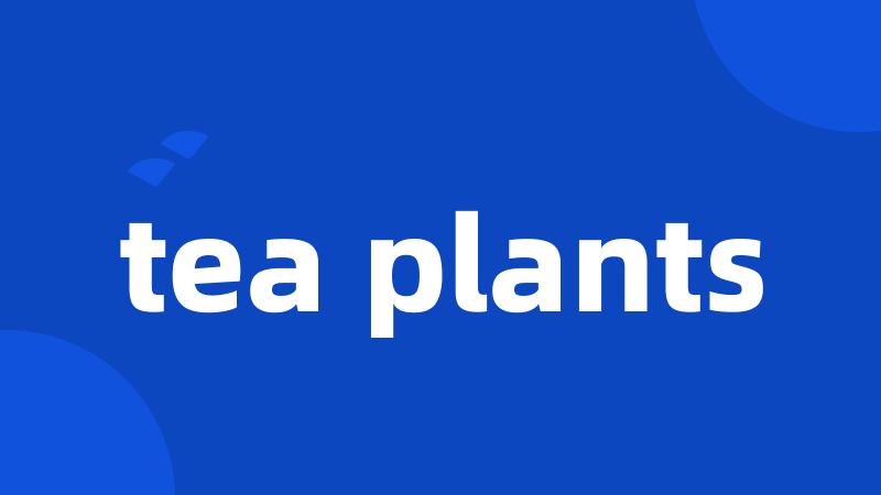 tea plants