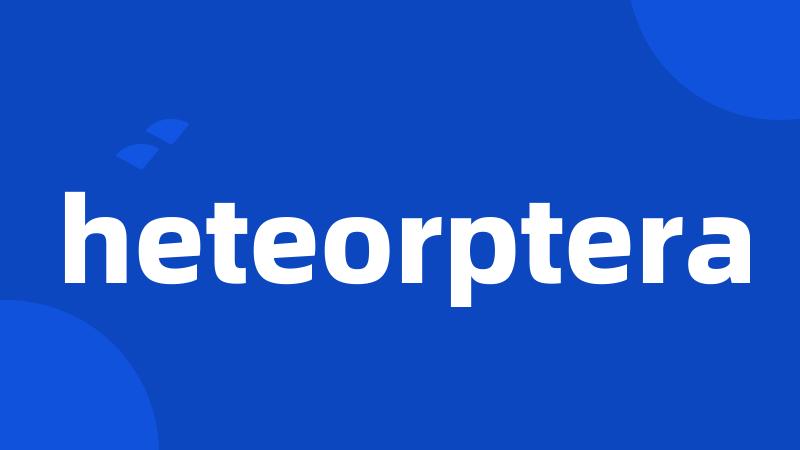 heteorptera