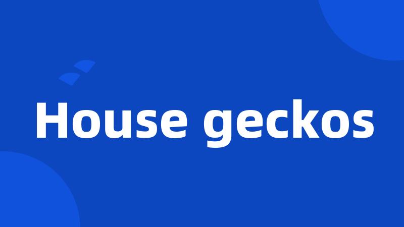 House geckos