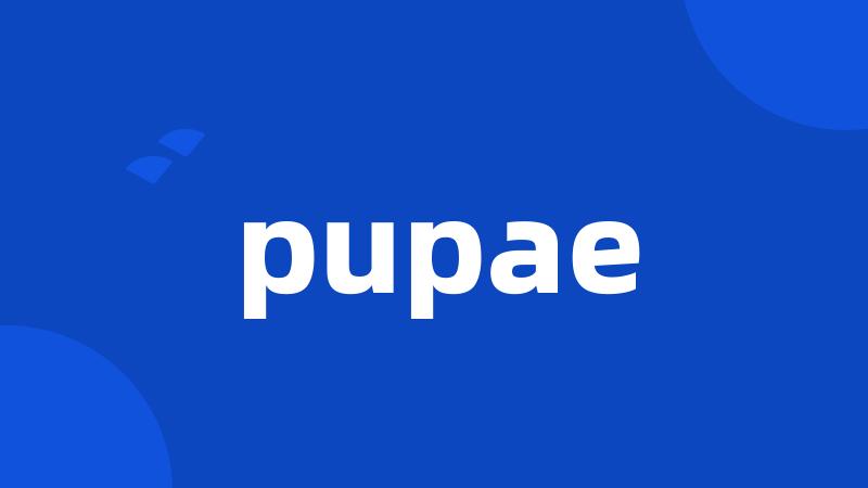 pupae