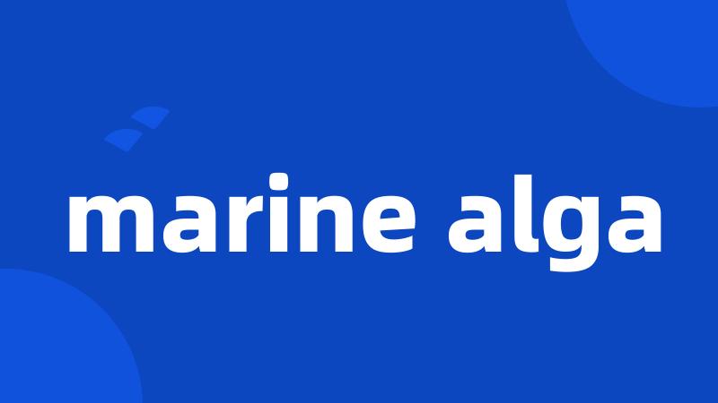 marine alga