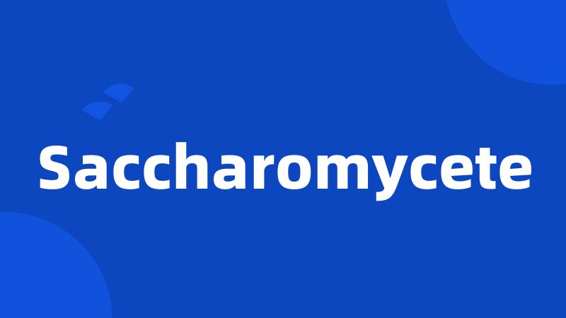 Saccharomycete