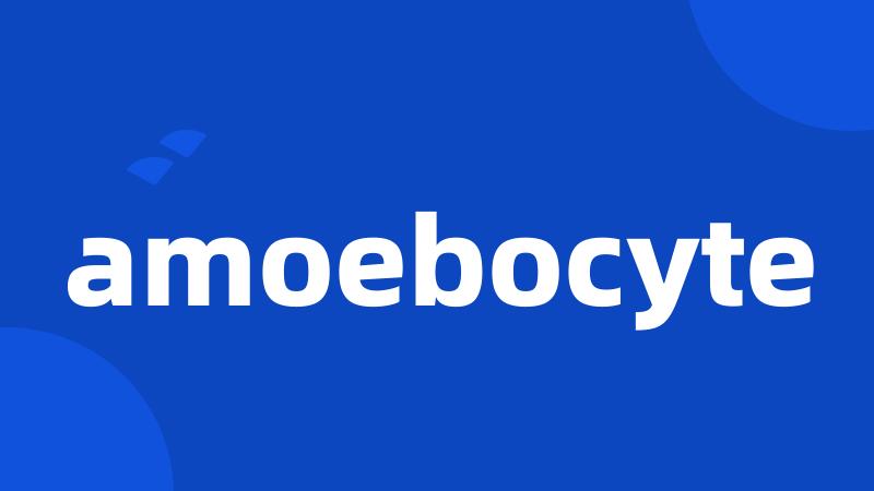 amoebocyte