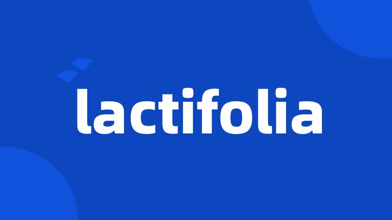 lactifolia