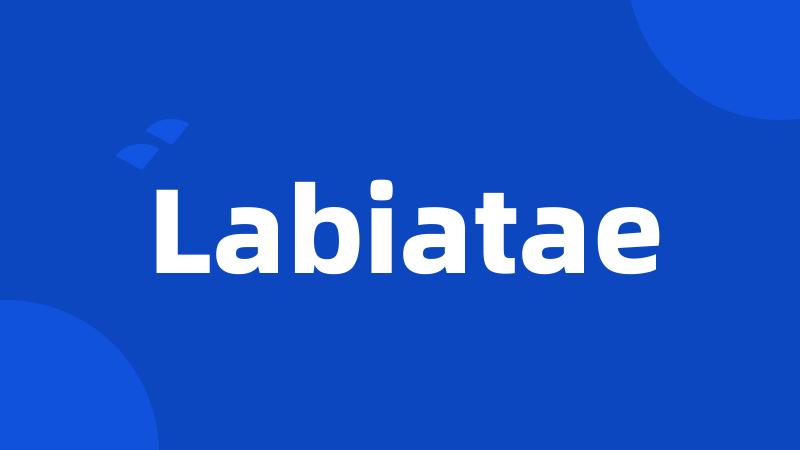 Labiatae