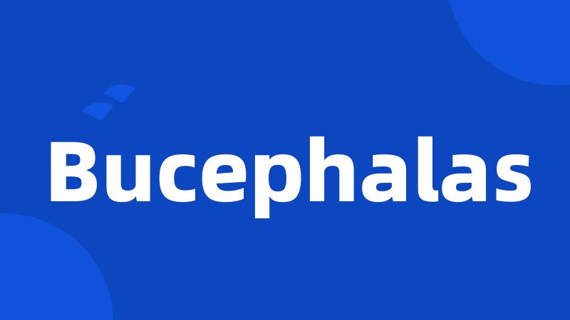 Bucephalas