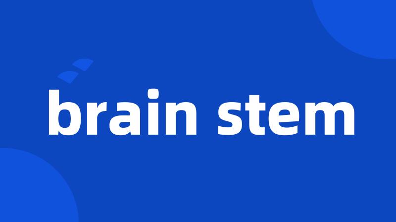 brain stem