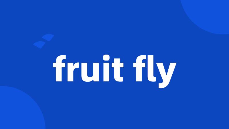 fruit fly